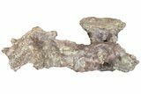 Fossil Phytosaur Sacral Vertebra - Arizona #145705-5
